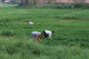 Nông dân phường Thái Bình chuyển đổi diện tích trồng lúa kém hiệu quả sang trồng rau xanh, góp phần nâng giá trị thu nhập trên đất canh tác.

