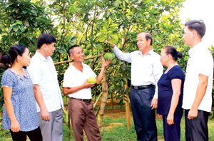 Lãnh đạo huyện Tân Lạc tìm hiểu tình hình thực hiện NQ số 10  của Huyện ủy về phát triển bưởi đỏ, bưởi da xanh trên địa bàn huyện giai đoạn 2013-2020 tại xã Thanh Hối.