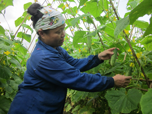 Mô hình chuyển đổi ruộng 1 vụ sang trồng dưa chuột của nông dân xã Vĩnh Đồng (Kim Bôi) mang lại thu nhập cao.