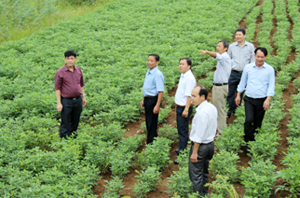 Đồng chí Nguyễn Văn Dũng, Phó Chủ tịch UBND tỉnh và đoàn kiểm tra đi kiểm tra thực tế mô hình trồng lạc xóm Chiềng, xã Thung Nai, Cao Phong.