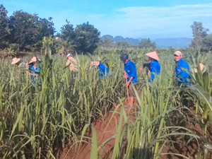 Hưởng ứng chiến dịch hè tình nguyện, ĐV-TN xã Thu Phong làm cỏ mía giúp đỡ gia đình ông Bùi Văn Giang.