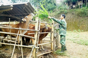 Từ vốn vay của NHCSXH, gia đình chị Bùi Thị Yên, xóm Nội, xã Độc Lập đầu tư chăn nuôi bò từng bước thoát nghèo.