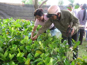 Nông dân xã Thanh Hối (Tân Lạc) lựa chọn giống cây chất lượng tốt từ các cơ sở có uy tín.