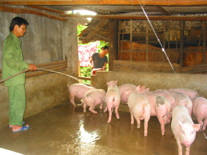 Nhiều gia trại ở thị trấn Mai Châu (Mai Châu)  phát triển chăn nuôi thực phẩm sạch.