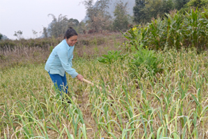Từ vốn vay ưu đãi của NHCSXH, nhiều hộ dân ở Pù Bin (Mai Châu) đầu tư trồng tỏi cho hiệu quả kinh tế.