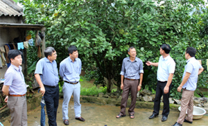 Đoàn kiểm tra đi thực tế mô hình cải tạo vườn tạp trồng bưởi ở xã Nam Phong (Cao Phong).