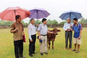 Hộ thụ hưởng dự án xã Ngọc Lương phấn khởi nhận bò do Hội Bảo trợ NTT & TMC hỗ trợ.