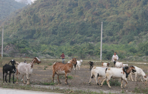 Phát triển chăn nuôi đem lại thu nhập cao cho nông dân xã Phú Lão (Lạc Thủy).