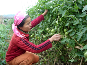 Nông dân xã Nhuận Trạch áp dụng phương pháp trồng rau hữu cơ, thu nhập 62 triệu đồng/ha.