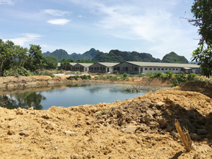 Nước thải chăn nuôi không được trại nuôi lợn xóm Tốt Yên, xã Cư Yên xử lý theo quy chuẩn gây ô nhiễm môi trường nghiêm trọng.
