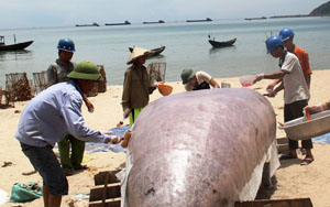 Ngư dân xã Kỳ Lợi (thị xã Kỳ Anh, Hà Tĩnh) sửa sang thuyền để chuẩn bị trở lại đánh bắt - Ảnh: Văn Định