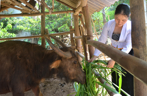 Người dân xóm Bùi,  xã Ngọc Mỹ (Tân Lạc) thực hiện có hiệu quả mô hình nuôi nhốt, vỗ béo trâu, bò đem lại hiệu quả kinh tế cao.