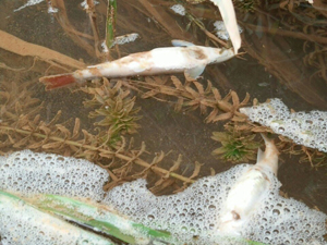 Cá chết nổi lên mặt nước tại hiện trường suối địa phận xóm Dũng Tiến, xã Dũng Phong

