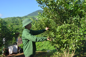 Hộ trồng cam thị trấn Cao Phong (Cao Phong) áp dụng tốt quy trình kỹ thuật trong sản xuất cam an toàn, từ đó nâng cao hiệu quả canh tác.