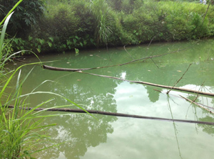 Hiện tượng cá chết tại ao nhà ông Bùi Văn Biên, xóm Quà xã Yên Lập ngày 3/7.
 
