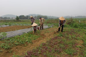Hội viên nông dân xã Hợp Hòa (Lương Sơn) chăm sóc diện tích trồng rau hữu cơ.

