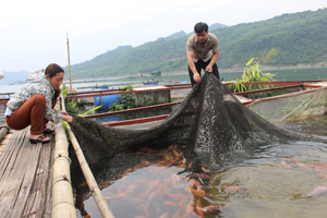 HTX sản xuất, kinh doanh nông - lâm - thủy sản xóm Doi, xã Hiền Lương (Đà Bắc) tạo việc làm và thu nhập ổn định cho 17 thành viên.

