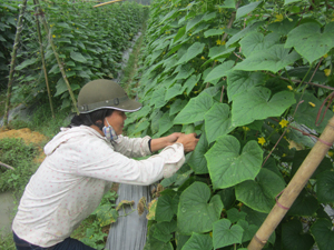 Từ mô hình của Chủ tịch UBND xã Bùi Văn Chung, đến nay, xã Văn Nghĩa (Lạc Sơn) đã phát triển trên 50 ha mướp đắng, bí đỏ, dưa chuột lấy hạt.
