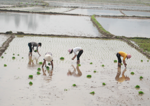 Từ giữa tháng 6, nông dân  xã Khoan Dụ  (Lạc Thủy)  đã chủ động cấy trà lúa mùa sớm  bằng các giống cực ngắn ngày  để đảm bảo  tiến độ “chạy lũ” sông Bôi.