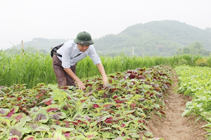 Xã Hợp Hoà, Lương Sơn là một trong 3 xã của tỉnh được lựa chọn tham gia dự án MOAP giai đoạn 2016-2019. Ảnh: Sản phẩm rau hữu cơ của xã Hợp Hoà được thị trường tin dùng.