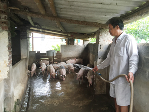 Gia đình anh Bùi Văn Tuyển, xóm Bào, xã Thanh Hối (Tân Lạc)  mỗi năm nuôi 3 lứa lợn, mỗi lứa từ 25 - 30 con,  thu nhập trung bình 110 triệu đồng/năm.
