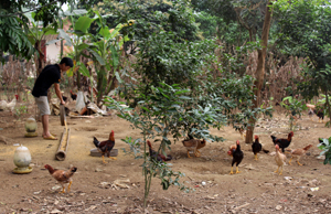 Gia đình anh Nguyễn Văn Toàn, xóm Suối Sỏi, xã Tân Thành (Lương Sơn) từ nguồn vốn chương trình hộ nghèo đã đầu tư vào chăn nuôi và trồng trọt.