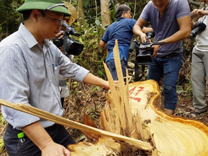 Rừng pơmu quý hiếm ở vùng biên giới huyện Nam Giang bị tàn phá nghiêm trọng.