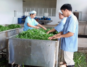 Nhà máy chế biến rau quả xuất khẩu của Công ty CP Đầu tư Sannam chỉ có vài công nhân làm việc.  ảnh: p.v