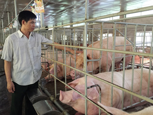 Mô hình chăn nuôi lợn của gia đình ông Nguyễn Văn Thu, thôn An Thịnh, xã Long Sơn (Lương Sơn) cho thu nhập cao.