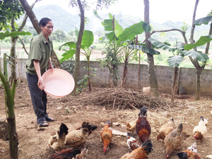 Gia đình bệnh binh Bùi Xuân ẻn, xóm Quáng Trong, xã Đông Phong (Cao Phong) phát triển chăn nuôi, cải thiện cuộc sống.