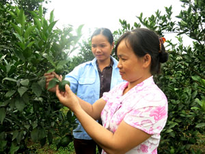 Từ nguồn vốn vay của NHCSXH huyện Cao Phong, nhiều hộ dân ở xóm Vỏ 1 xã Thu Phong tập trung đầu tư phát triển trồng cây có múi đem lại hiệu quả kinh tế cao .