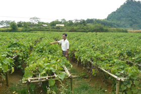 HTX nông nghiệp xã Ba Khan (Mai Châu) vận động xã viên trồng susu lấy ngọn mang lại hiệu quả kinh tế cao.