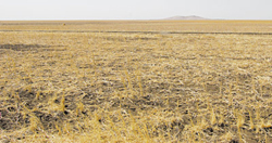 Đất nông nghiệp ở Sudan nhưng thuộc sở hữu nước ngoài đang bị bỏ hoang.