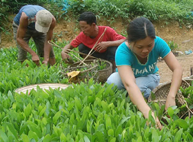 Nông dân xã Trường Sơn (Lương Sơn) chủ động chuẩn bị cây giống phục vụ kế hoạch trồng rừng năm 2010.