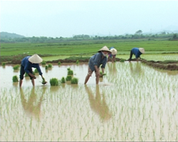Bà con nông dân xóm Bào, xã Thanh Hối áp dụng giống lúa mới vào sản xuất