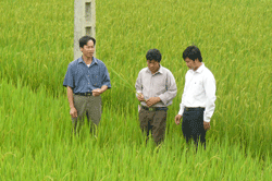 HTX NN xã Nhuận Trạch, Lương Sơn làm tốt 5 khâu dịch vụ liên hoàn cho xã viên, góp phần nâng cao đời sống cho nông dân.