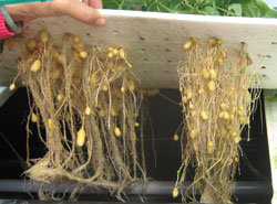 Rễ và củ của cây khoai tây trồng theo phương pháp khí canh.