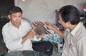 Anh Nguyễn Đình Hoa đang giới thiệu nấm lim xanh tìm được trong rừng để sắc uống chữa bệnh hiểm nghèo với lãnh đạo Sở Y tế tỉnh Quảng Nam.
