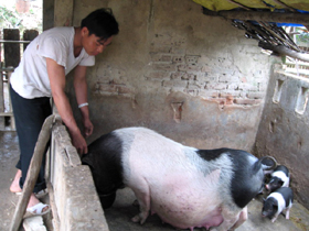 Gia đình anh Trịnh Văn Huynh ở xã Ngọc Lương vay vốn Ngân hàng NN&PTNT huyện Yên Thủy để đầu tư nuôi đàn lợn nái, từ đó cải thiện cuộc sống gia đình.