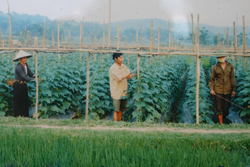 Nông dân xã Văn Nghĩa đẩy mạnh thực hiện chuyển đổi cơ cấu cây trồng.