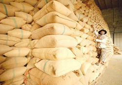 Doanh nghiệp thu mua lúa gạo phục vụ xuất khẩu đang gặp khó