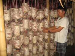 Từ trồng nấm, mỗi năm gia đình anh Chuyên có thu nhập hàng trăm triệu đồng