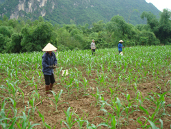 Nhân dân xã Bao La đầu tư trồng ngô hàng hóa cho năng suất cao