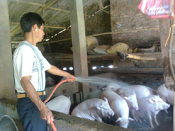 Gia đình ông Ngô Văn Dũng, Bí thư Chi bộ xóm Bình Lý, Tu Lý phát triển chăn nuôi lợn cho thu nhập cao