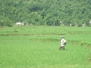 Nông dân xóm xã Hạ Bì tập trung chống dịch sâu cuốn lá nhỏ