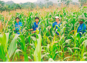 Xã Thượng Bì chuyển diện tích cấy lúa không ăn chắc sang trồng ngô lai cho năng suất gần 50 tạ/ha