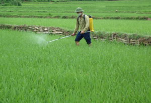Nông dân xã Tú Sơn (Kim Bôi) phun thuốc BVTV để kịp thời khống chế hiện tượng sâu cuốn lá nhỏ bùng phát thành dịch trên diện rộng. 

