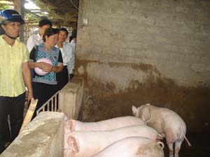 Từ ngày tham gia mô hình, gia đình chị Nguyễn Thị Lý ở xóm Yên Sơn, xã Yên Lạc (Yên Thủy) nuôi lợn hướng nạc đảm bảo môi trường.