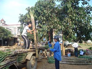 Cây mía tím xóa đói - giảm nghèo  cho nhân dân xã Dũng Phong.