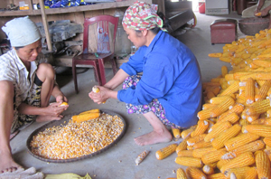Bà con nông dân huyện Kỳ Sơn thu hoạch ngô tại ruộng IPM đạt 330
kg/sào
